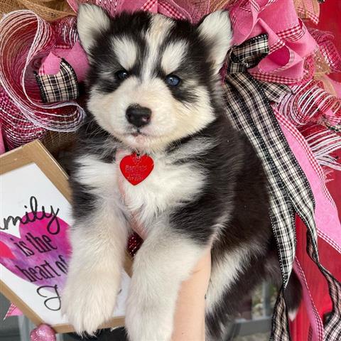 Buy Male Siberian Husky