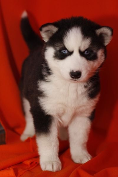 Siberian Husky: Un Compañero Ideal para Tu Familia