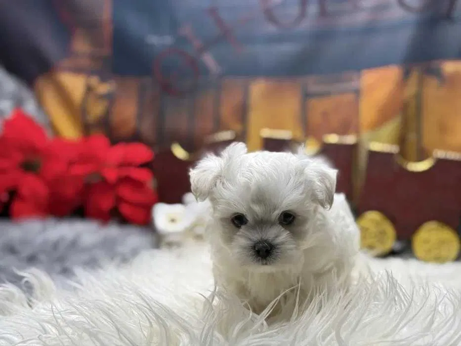 Bichon Maltês para Venda