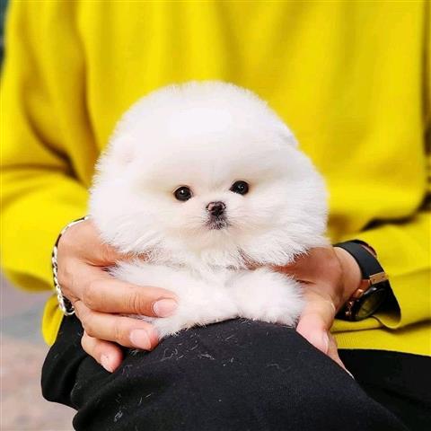 Cachorros de Spitz da Pomerânia