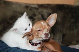 Chihuahua Entregues com Vacinas