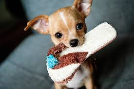 Chihuahua Teacup e Maltês Miniatura