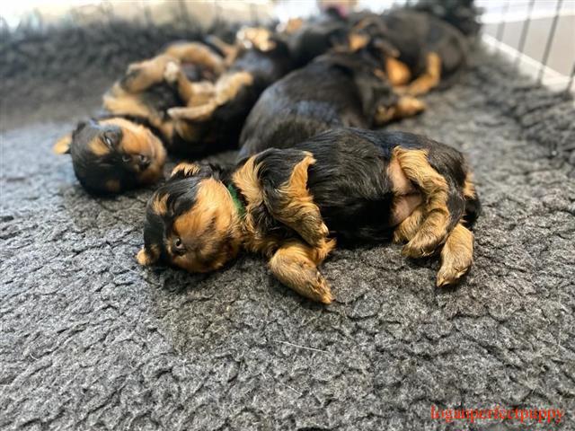 Filhote de Yorkshire Terrier disponível