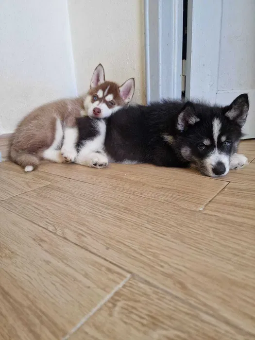 Preciosos Cachorros de Husky