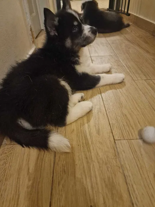 Husky Siberiano para Venda