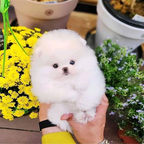 Lulu da Pomerânia em Portugal