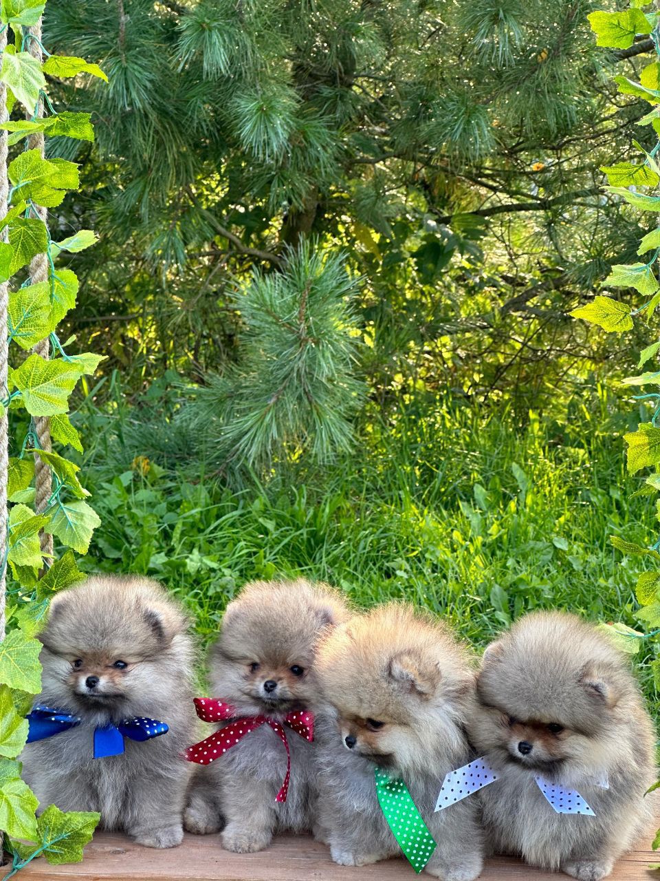 Lulu da Pomerânia
