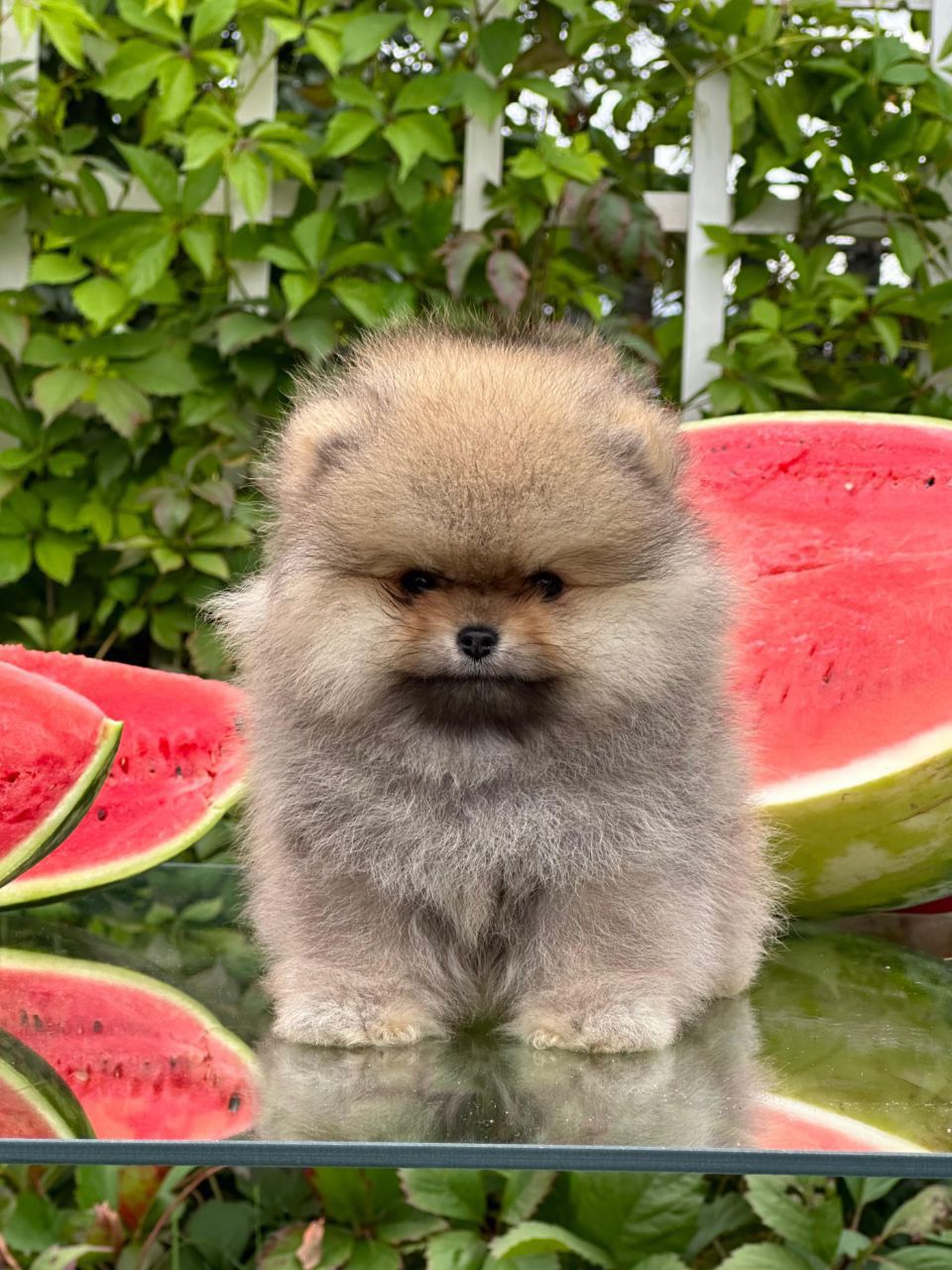 Pomerânia Criado em Ambiente Familiar