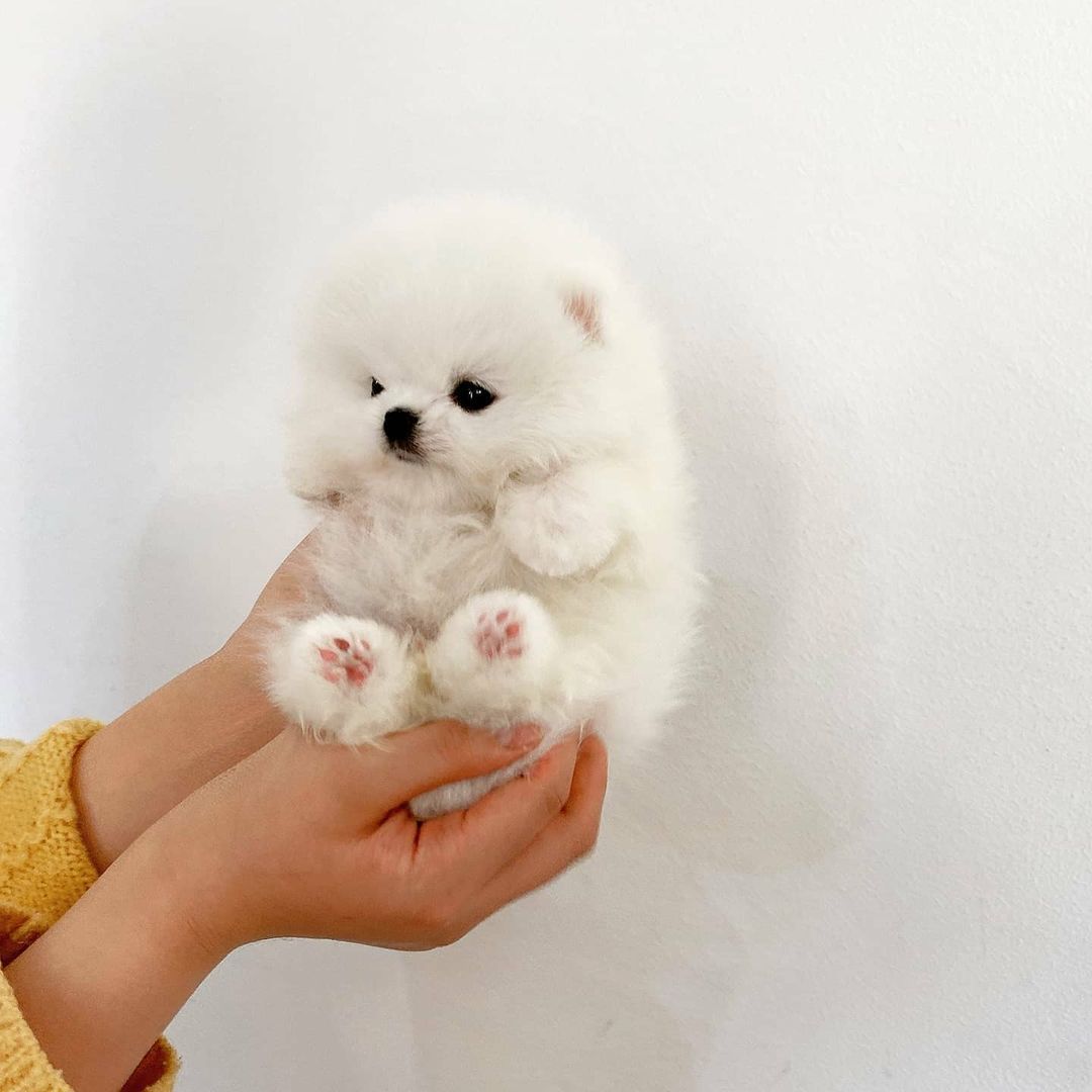 Pomerânia Vacinação para Adoção