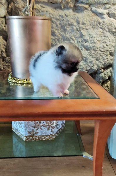 Venda de Cachorros Pomerânia em Portugal