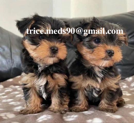 Vendo Yorkshire Terrier Miniatura