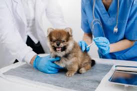 Lulu da Pomerânia Vacinado