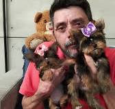 Cachorros Yorkshire para adoção