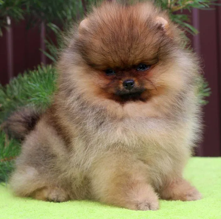 Pomerânia Fêmea Laranja com LOP