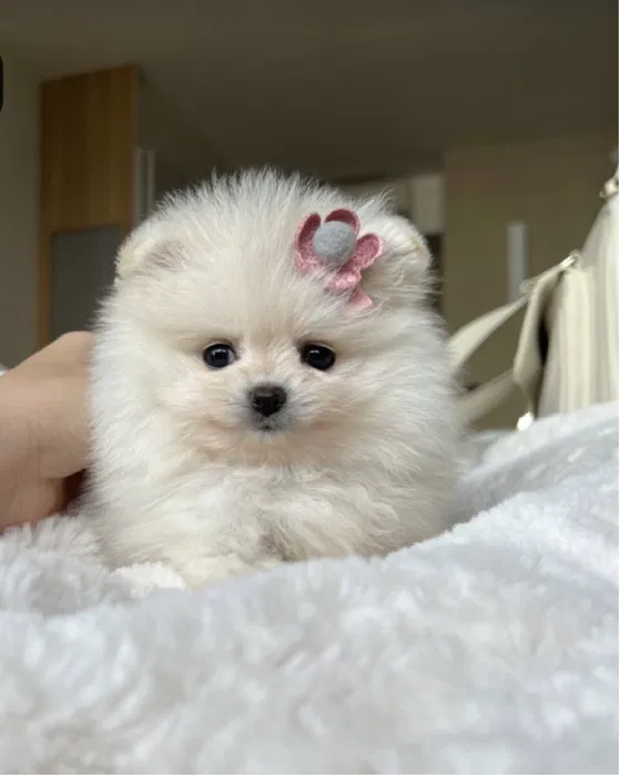 lulu Pomerânia Fêmea Laranja com LOP