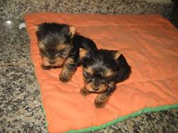 yorkshire para adoção lisboa