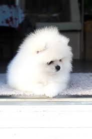 Pomerânia Segura em Lisboa