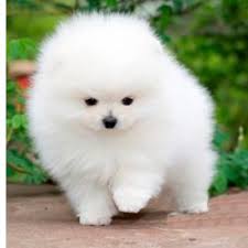 Pomerânia Preço em Portugal