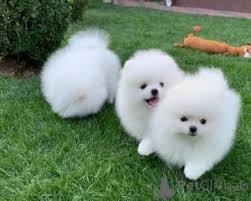 Pomeranian Price in Portugal