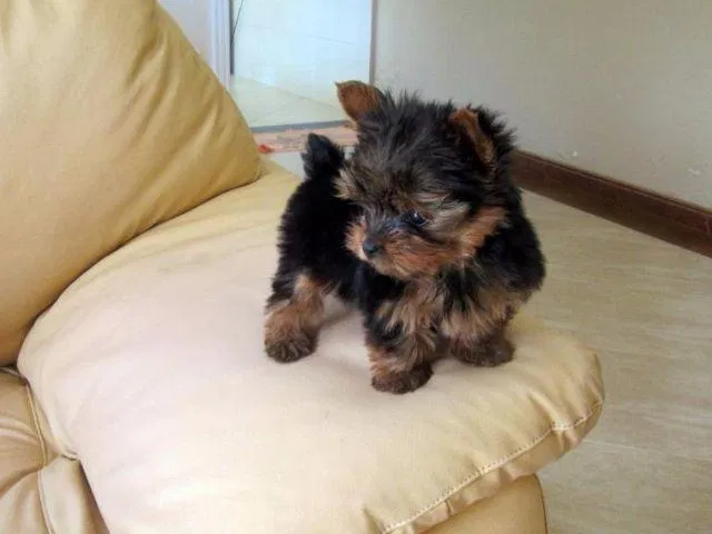 Compra Segura em Yorkshire