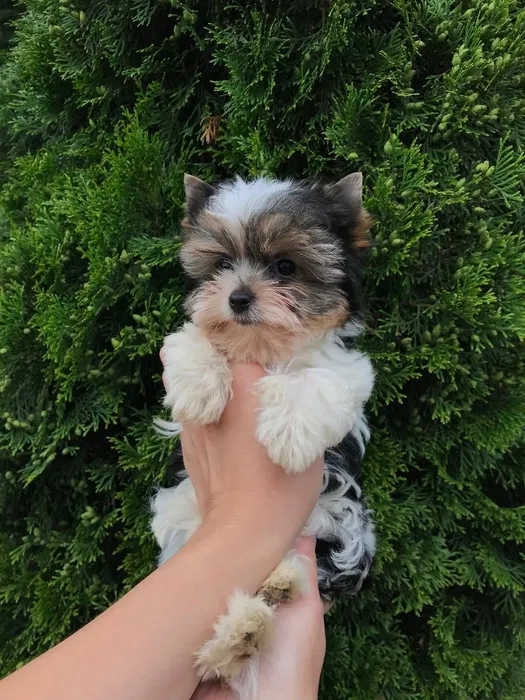 Filhotes à Venda em Portugal