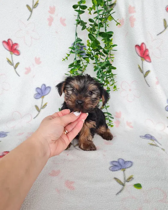 Menino Yorkshire Terrier Mini