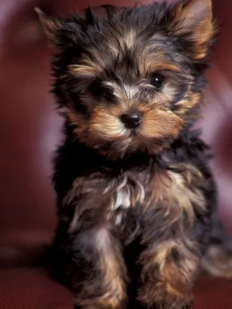 Preço Yorkshire Terrier