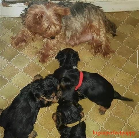 Yorkshire Terrier Miniatura em Portugal
