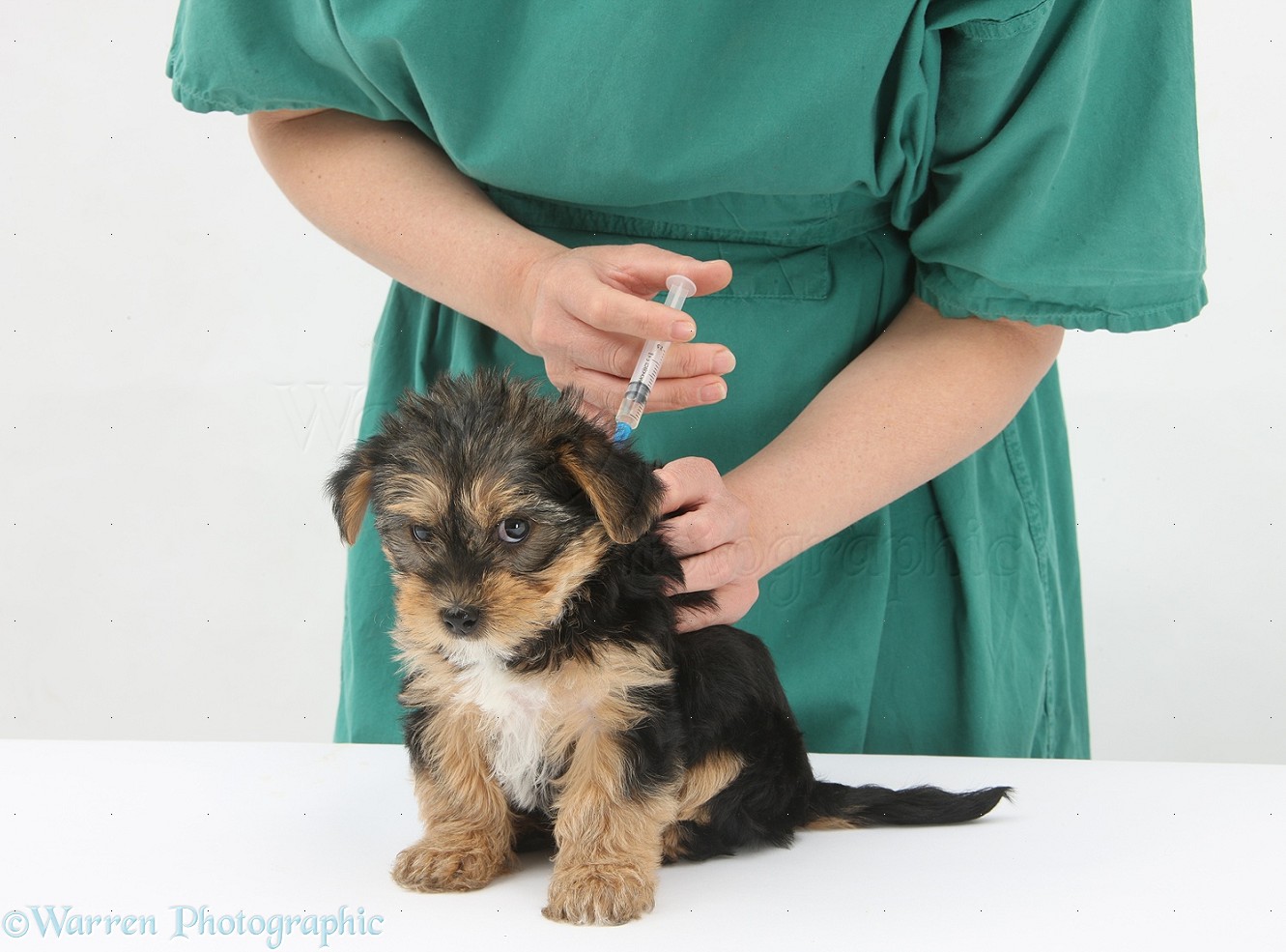 Yorkshire terrier lop vacinas