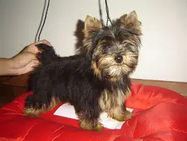 Yorkshire terrier lop vacinas