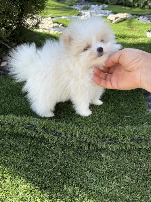 Cachorro Pomeranian disponível