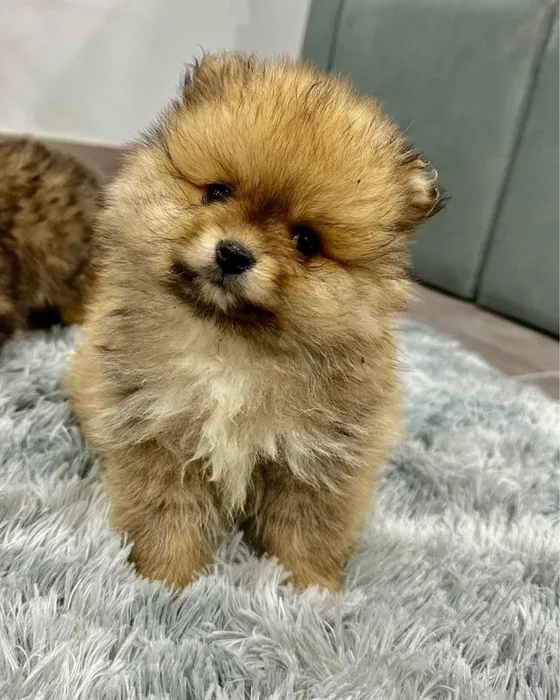 Filhote Pomeranian