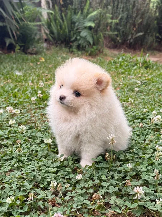 Lulu da Pomerânia Anão