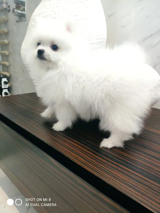 Lulu da Pomerânia Branco