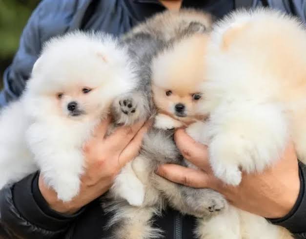 Pomerânia disponível para adoção
