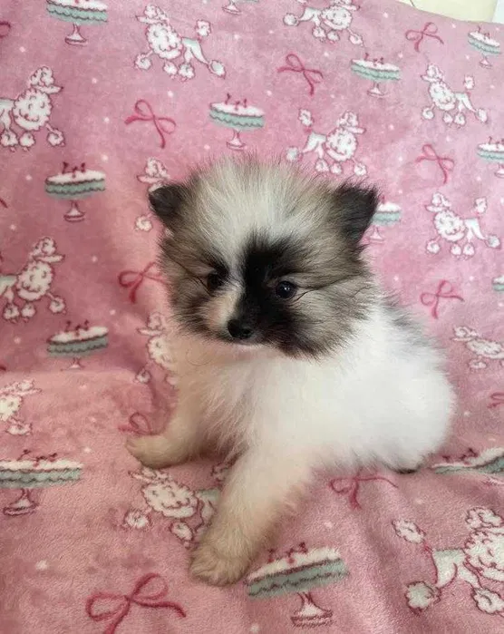 Pomerânia miniatura