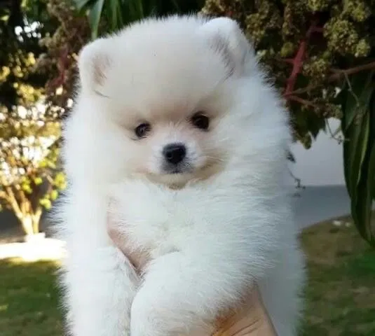 Pomerânia na Europa