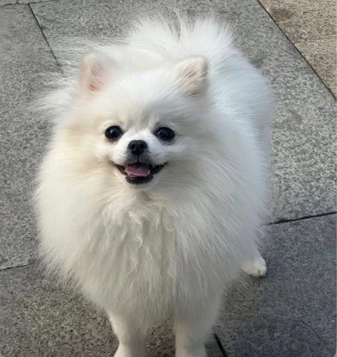 Raça Lulu da Pomerânia