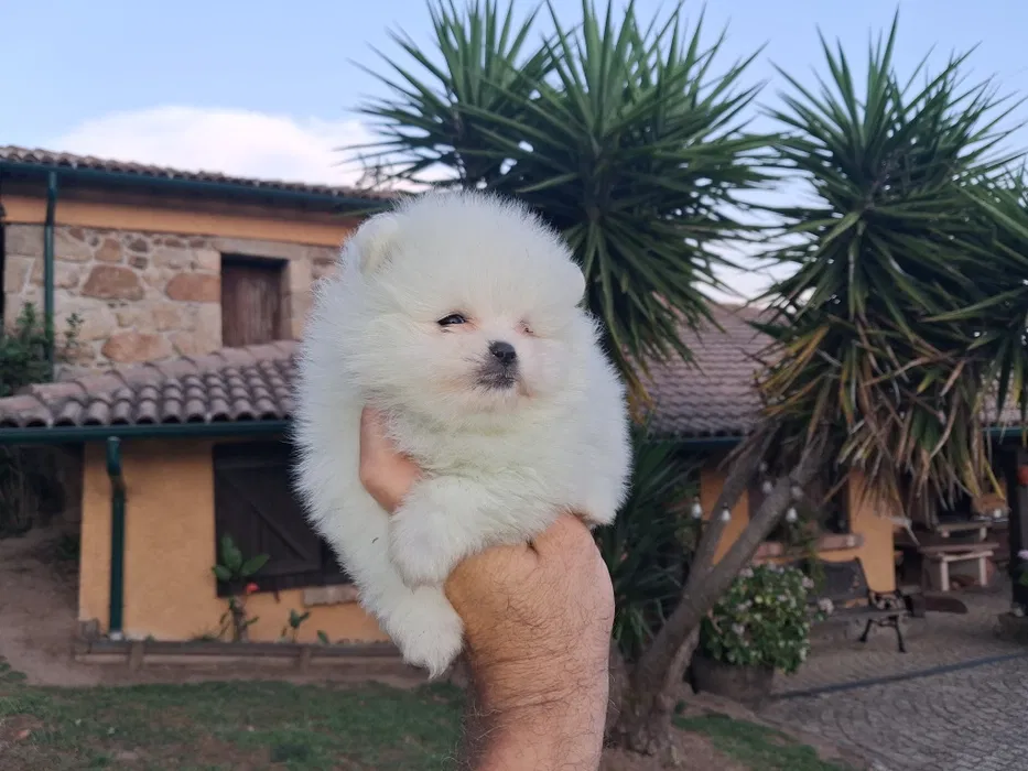 Spitz Fêmea miniatura com lop