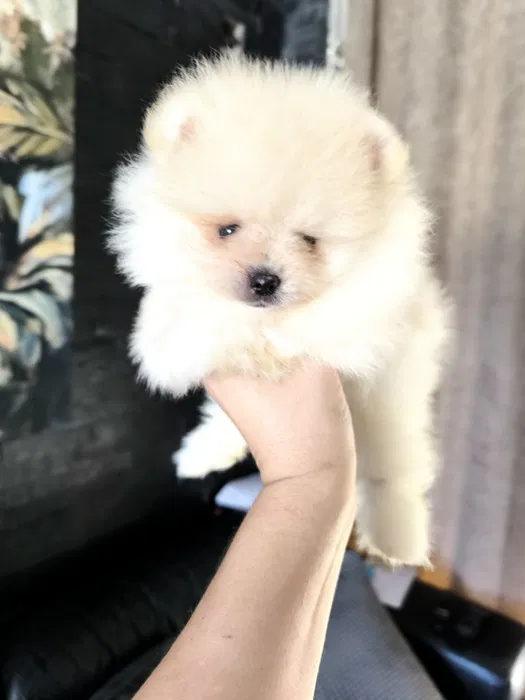 Spitz Mini