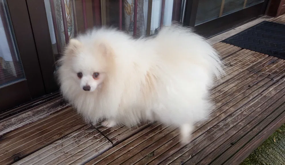 Spitz Pomerânia Macho branco