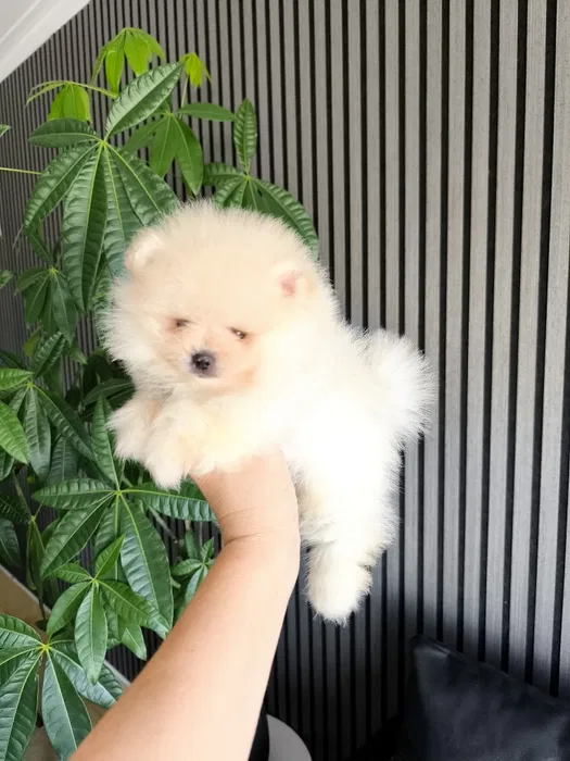 Spitz alemão anão menina