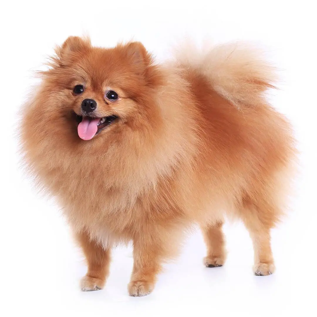 lulu da pomerania pequeno
